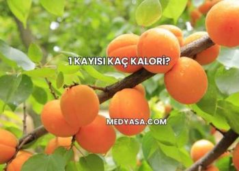 1 Kayısı Kaç Kalori?