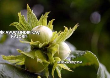 Bir Avuç Fındık Kaç Kalori?