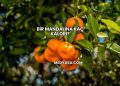Bir Mandalina Kaç Kalori?