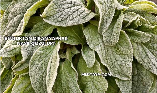 Buzluktan Çıkan Yaprak Nasıl Çözülür?