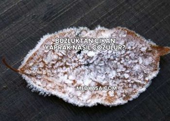 Buzluktan Çıkan Yaprak Nasıl Çözülür?