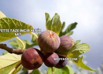 Diyette Taze İncir Yenir mi?