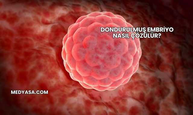 Dondurulmuş Embriyo Nasıl Çözülür?