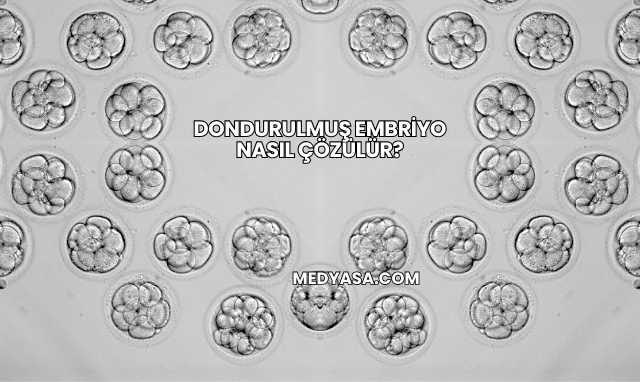 Dondurulmuş Embriyo Nasıl Çözülür?
