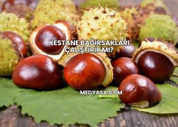 Kestane Bağırsakları Çalıştırır mı?