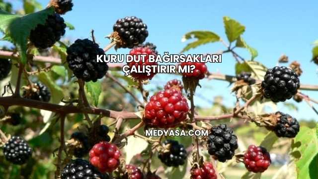 Kuru Dut Bağırsakları Çalıştırır mı?