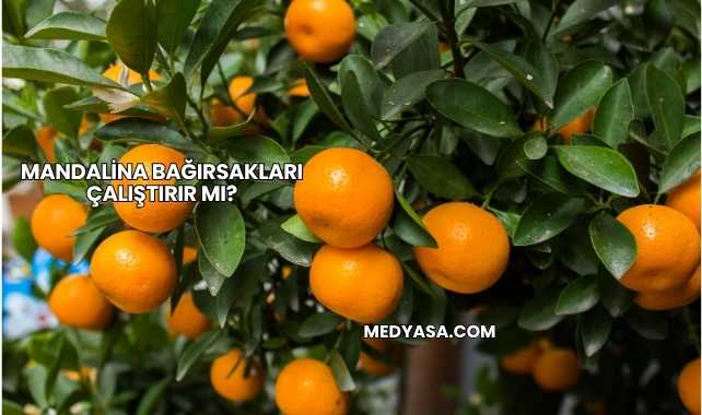 Mandalina Bağırsakları Çalıştırır mı?