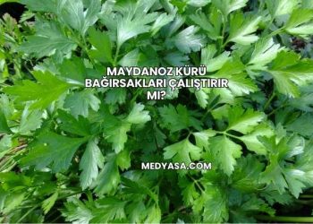 Maydanoz Kürü Bağırsakları Çalıştırır mı?
