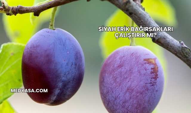 Siyah Erik Bağırsakları Çalıştırır mı?