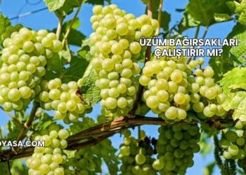 Üzüm Bağırsakları Çalıştırır mı?