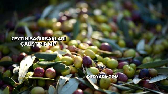 Zeytin Bağırsakları Çalıştırır mı?