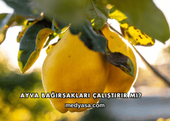 Ayva Bağırsakları Çalıştırır mı?