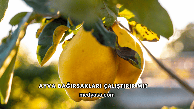 Ayva Bağırsakları Çalıştırır mı?