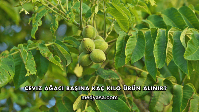 Ceviz Ağacı Başına Kaç Kilo Ürün Alınır?