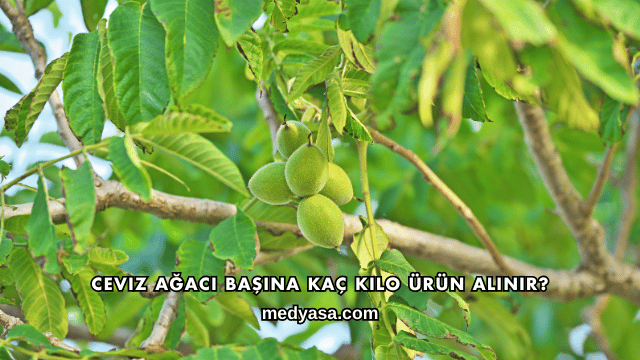 Ceviz Ağacı Başına Kaç Kilo Ürün Alınır?