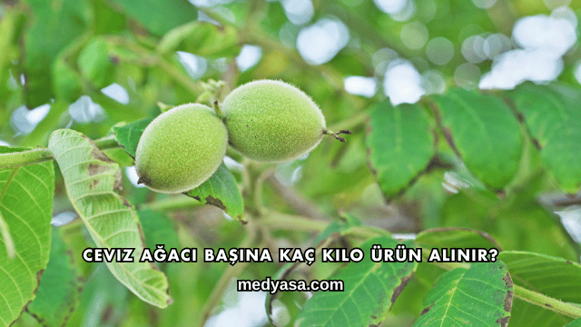 Ceviz Ağacı Başına Kaç Kilo Ürün Alınır?