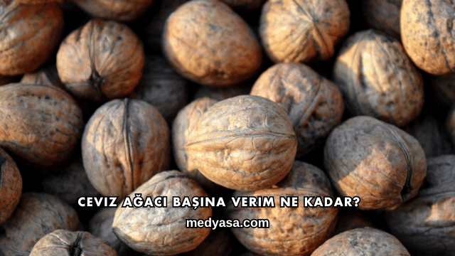 Ceviz Ağacı Başına Verim Ne Kadar?