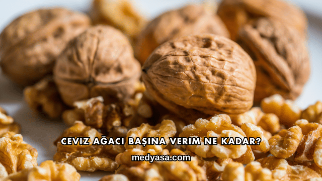 Ceviz Ağacı Başına Verim Ne Kadar?