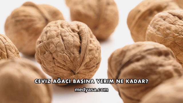 Ceviz Ağacı Başına Verim Ne Kadar?