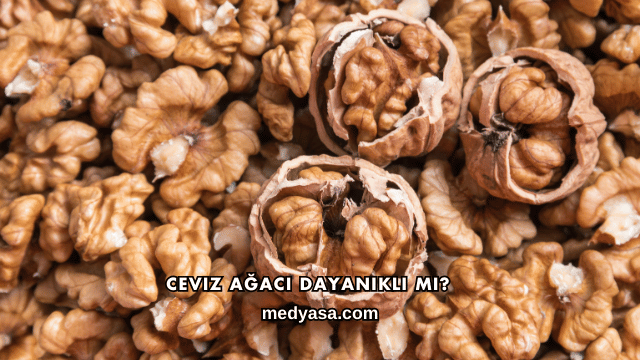 Ceviz Ağacı Dayanıklı mı?