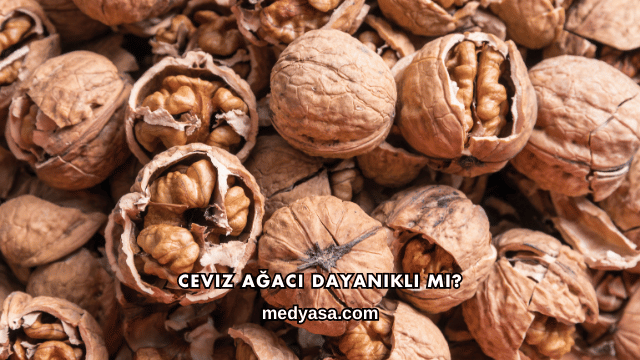 Ceviz Ağacı Dayanıklı mı?