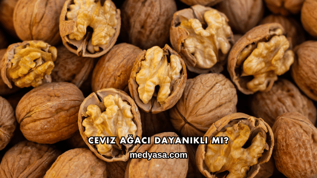 Ceviz Ağacı Dayanıklı mı?