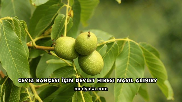 Ceviz Bahçesi İçin Devlet Hibesi Nasıl Alınır?