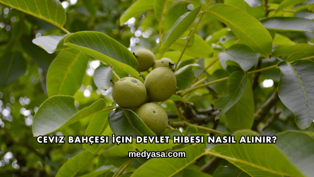 Ceviz Bahçesi İçin Devlet Hibesi Nasıl Alınır?