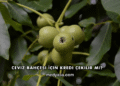 Ceviz Bahçesi İçin Kredi Çekilir mi?