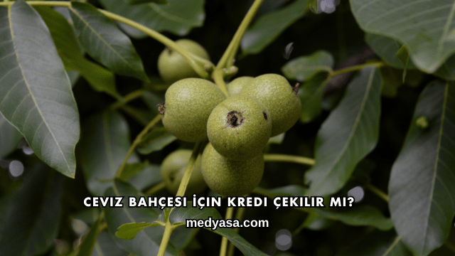 Ceviz Bahçesi İçin Kredi Çekilir mi?