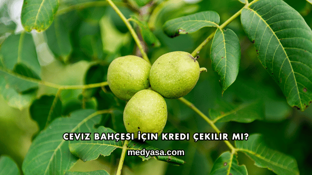 Ceviz Bahçesi İçin Kredi Çekilir mi?
