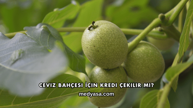 Ceviz Bahçesi İçin Kredi Çekilir mi?