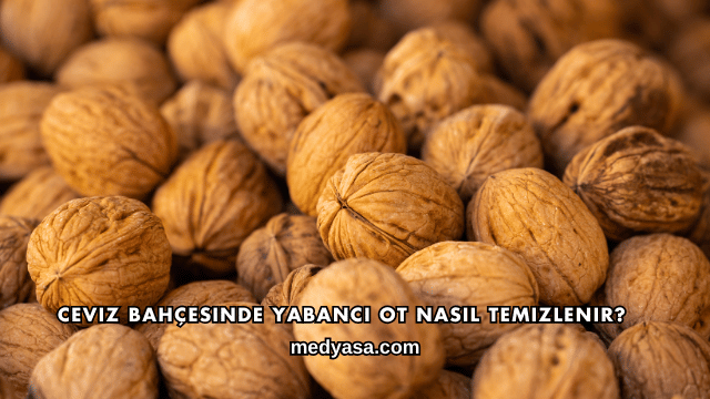 Ceviz Bahçesinde Yabancı Ot Nasıl Temizlenir?