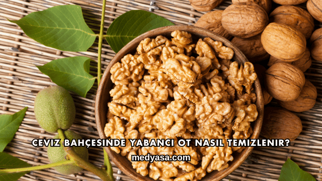 Ceviz Bahçesinde Yabancı Ot Nasıl Temizlenir?
