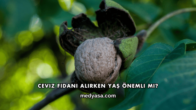 Ceviz Fidanı Alırken Yaş Önemli mi?