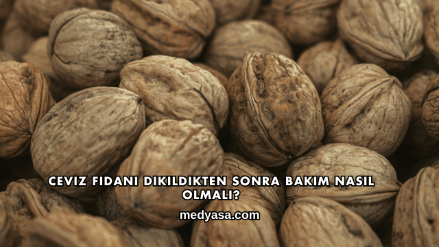 Ceviz Fidanı Dikildikten Sonra Bakım Nasıl Olmalı?