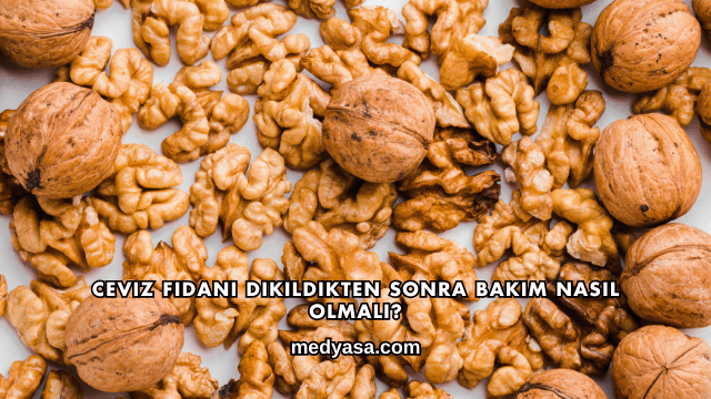 Ceviz Fidanı Dikildikten Sonra Bakım Nasıl Olmalı?