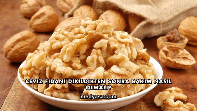 Ceviz Fidanı Dikildikten Sonra Bakım Nasıl Olmalı?