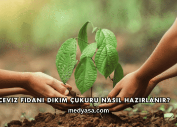 Ceviz Fidanı Dikim Çukuru Nasıl Hazırlanır?