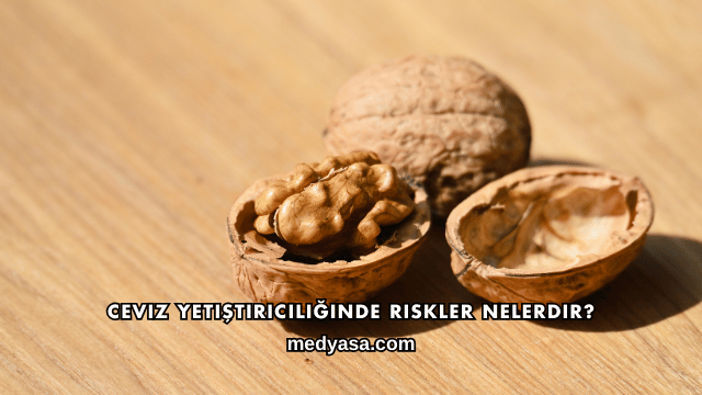Ceviz Yetiştiriciliğinde Riskler Nelerdir?