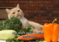 Kedi Diyeti Nasıl Yapılır?