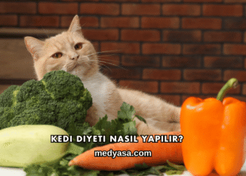Kedi Diyeti Nasıl Yapılır?