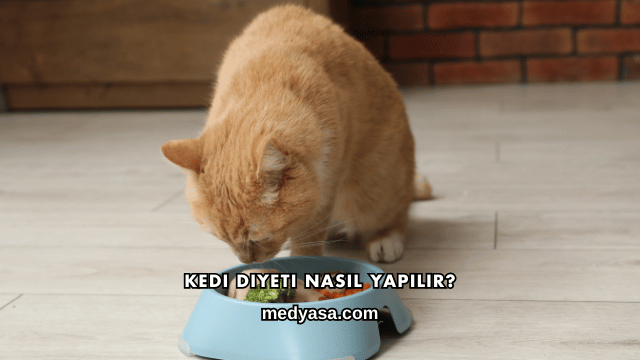Kedi Diyeti Nasıl Yapılır?