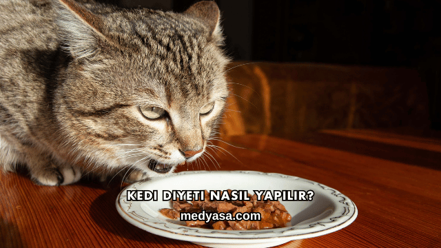 Kedi Diyeti Nasıl Yapılır?