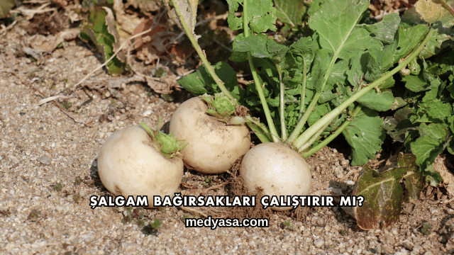 Şalgam Bağırsakları Çalıştırır mı?