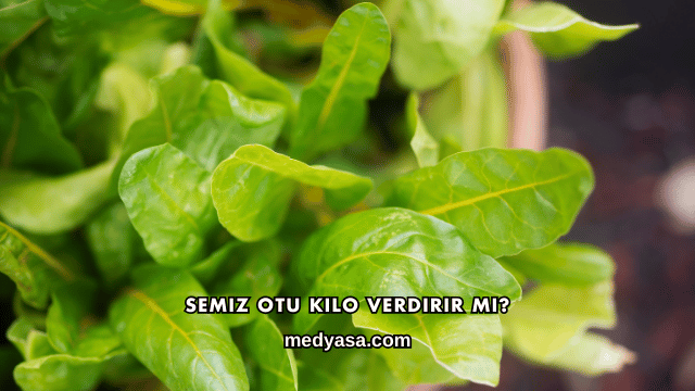 Semiz Otu Kilo Verdirir mi?